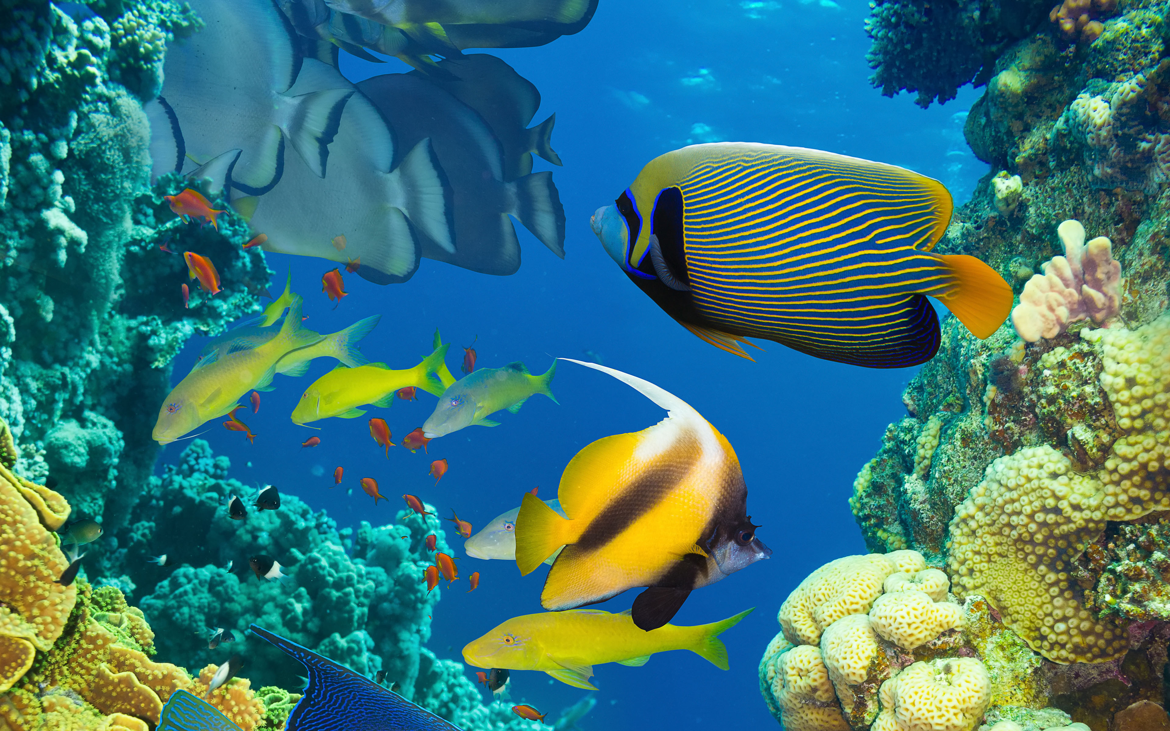Ocean Marine Life Coral Colorful Tropical Fish Wallpaper