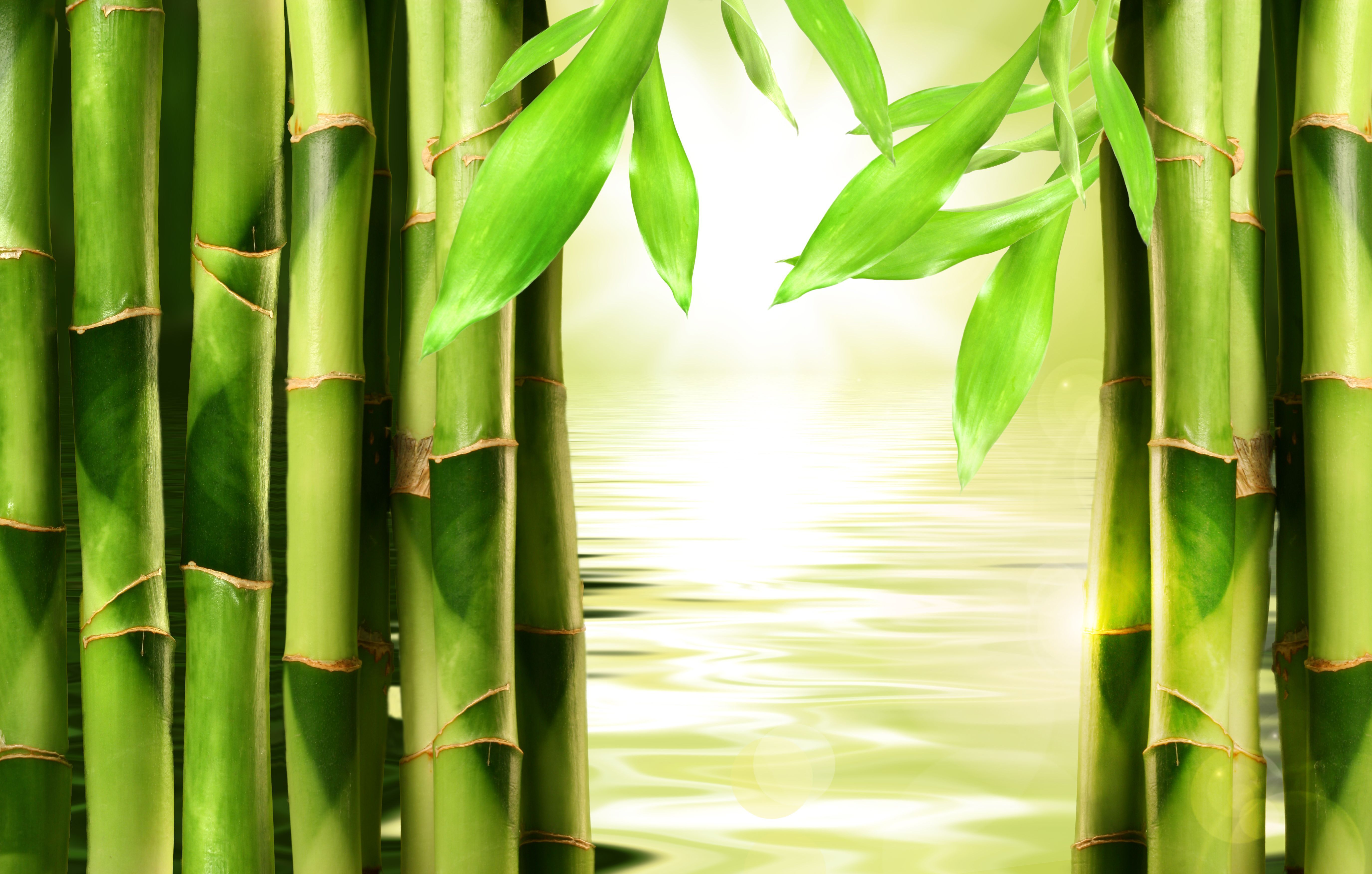 Bamboo Wallpaper For iPhone Nature Sakselone