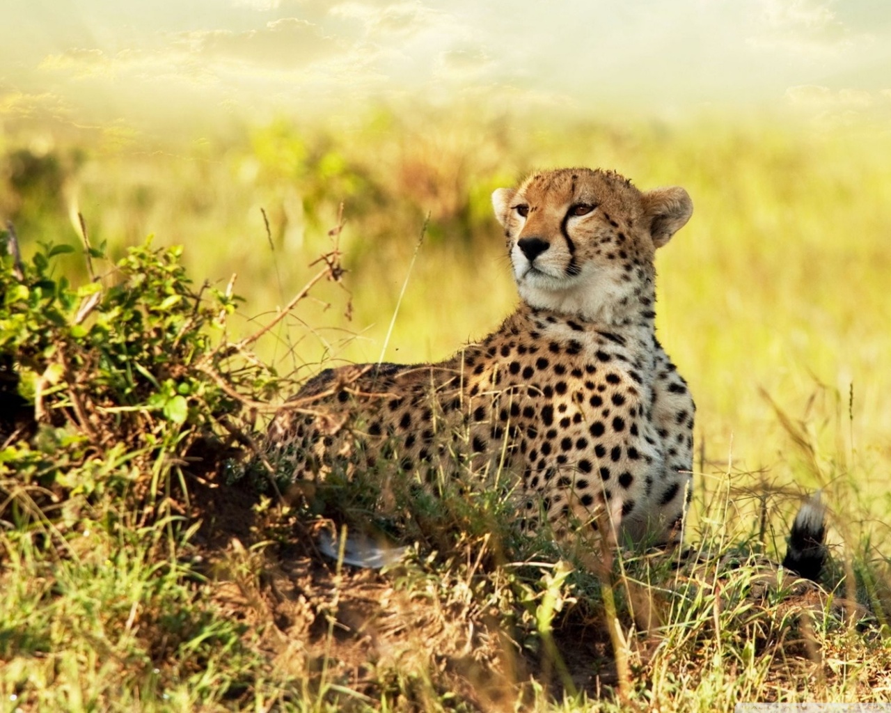 All About Animal Wildlife Cheetah Cool HD Wallpapers