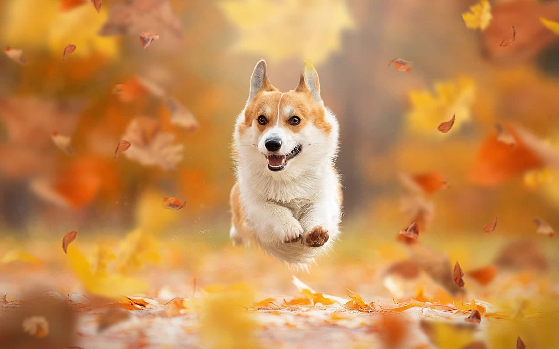 Corgi Wallpaper HD