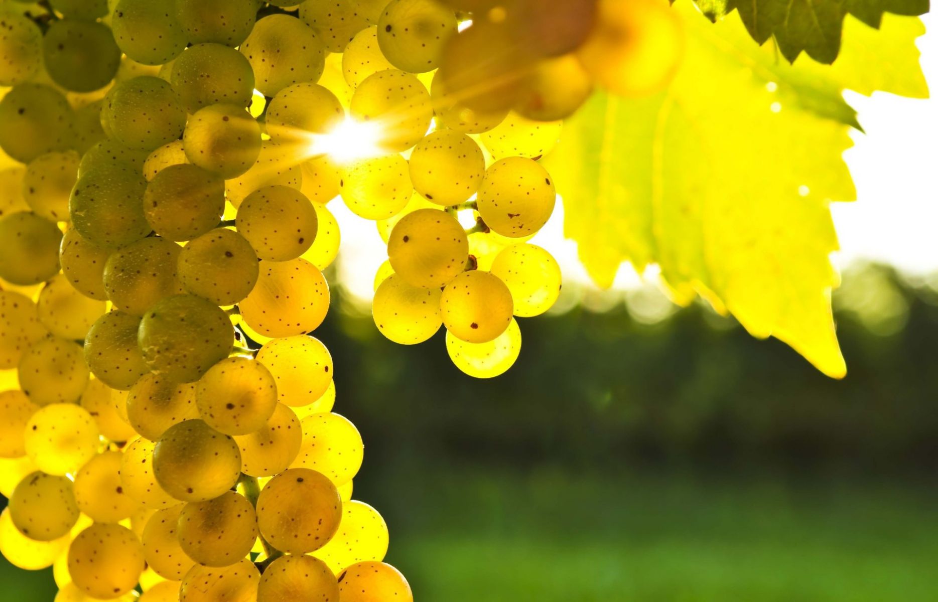 Yellow Grapevine HD Nature Wallpaper For Mobile And Desktop