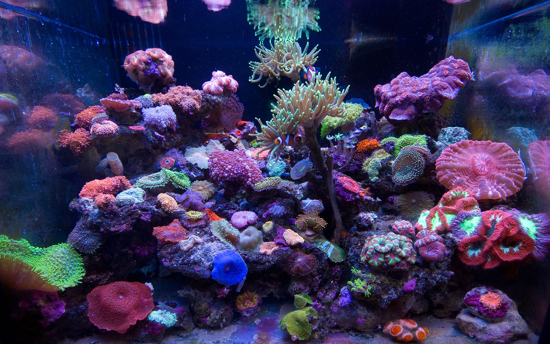 Reef Tank Wallpaper