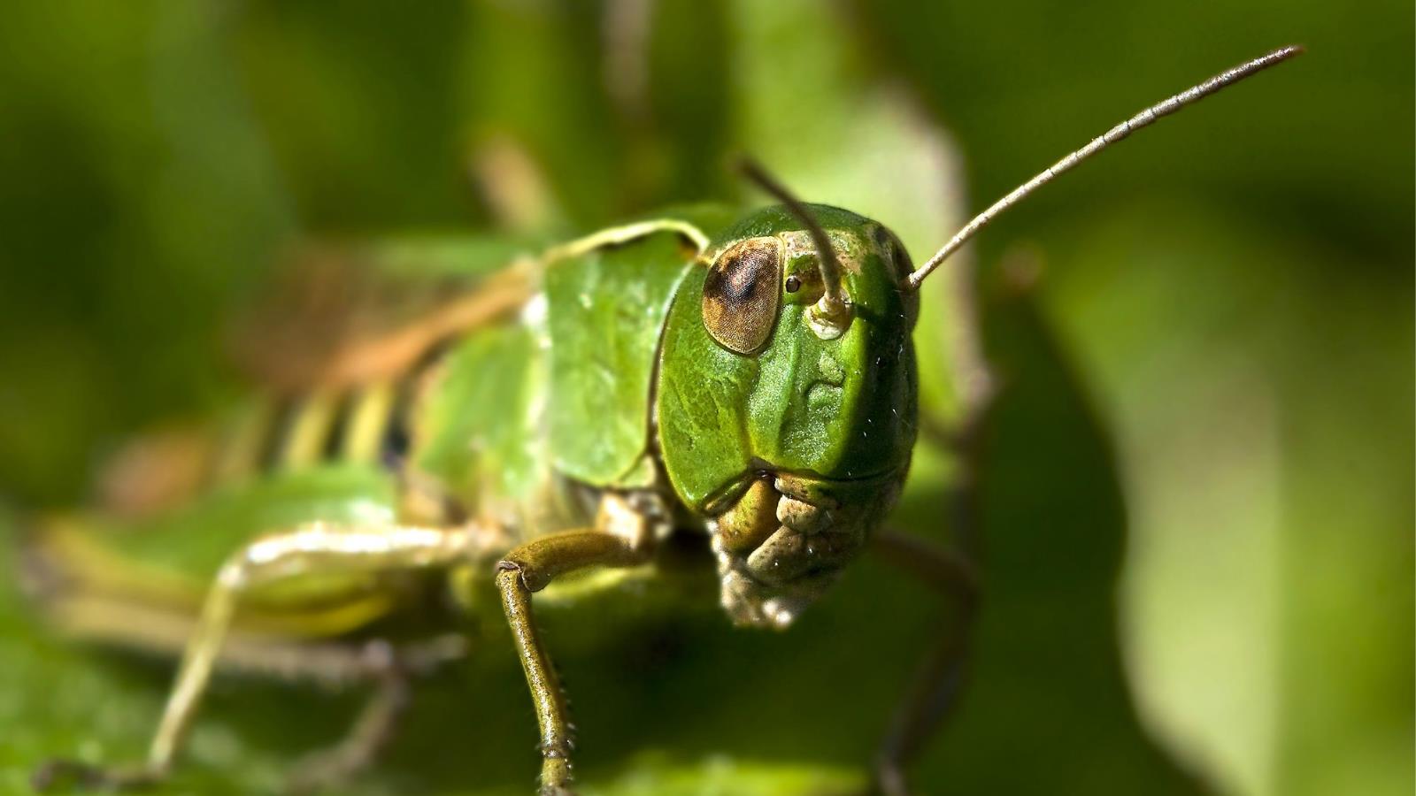 Grasshopper Wallpaper And Background Id
