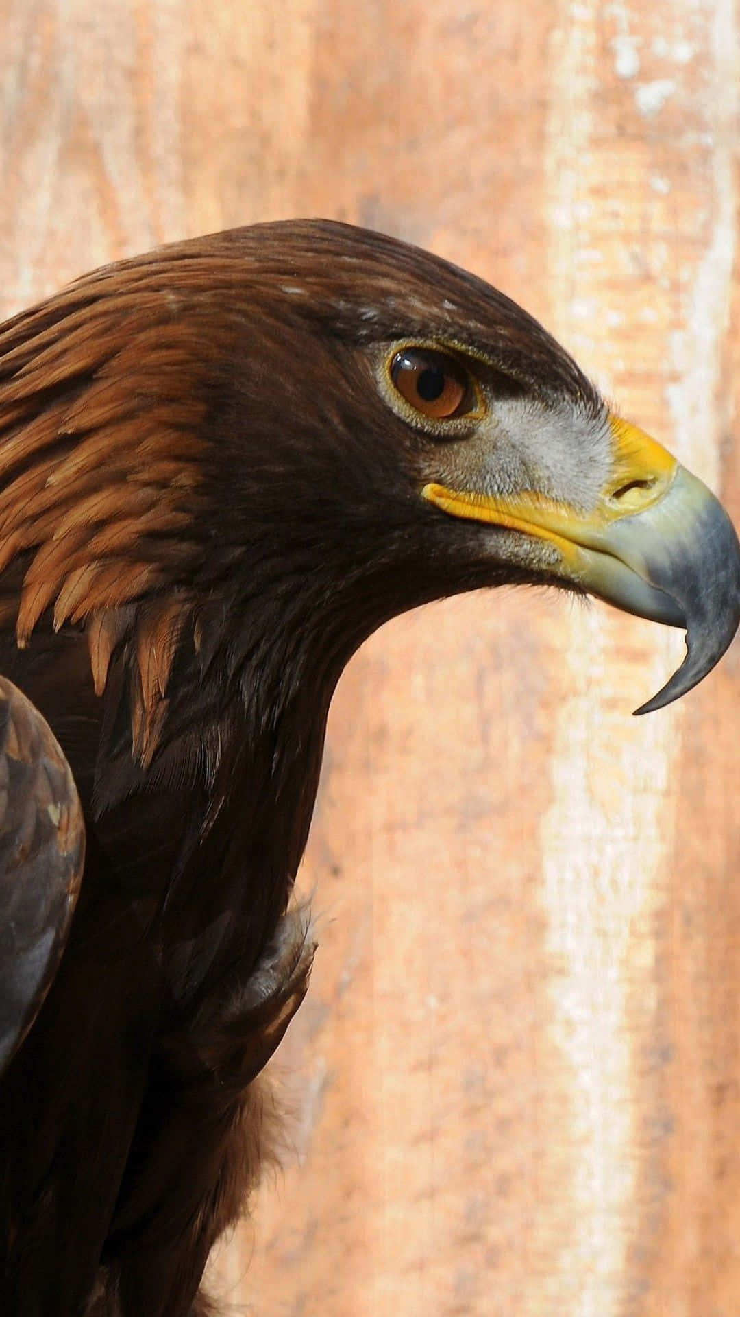 A Golden Eagle With Yellow Beak Wallpaper