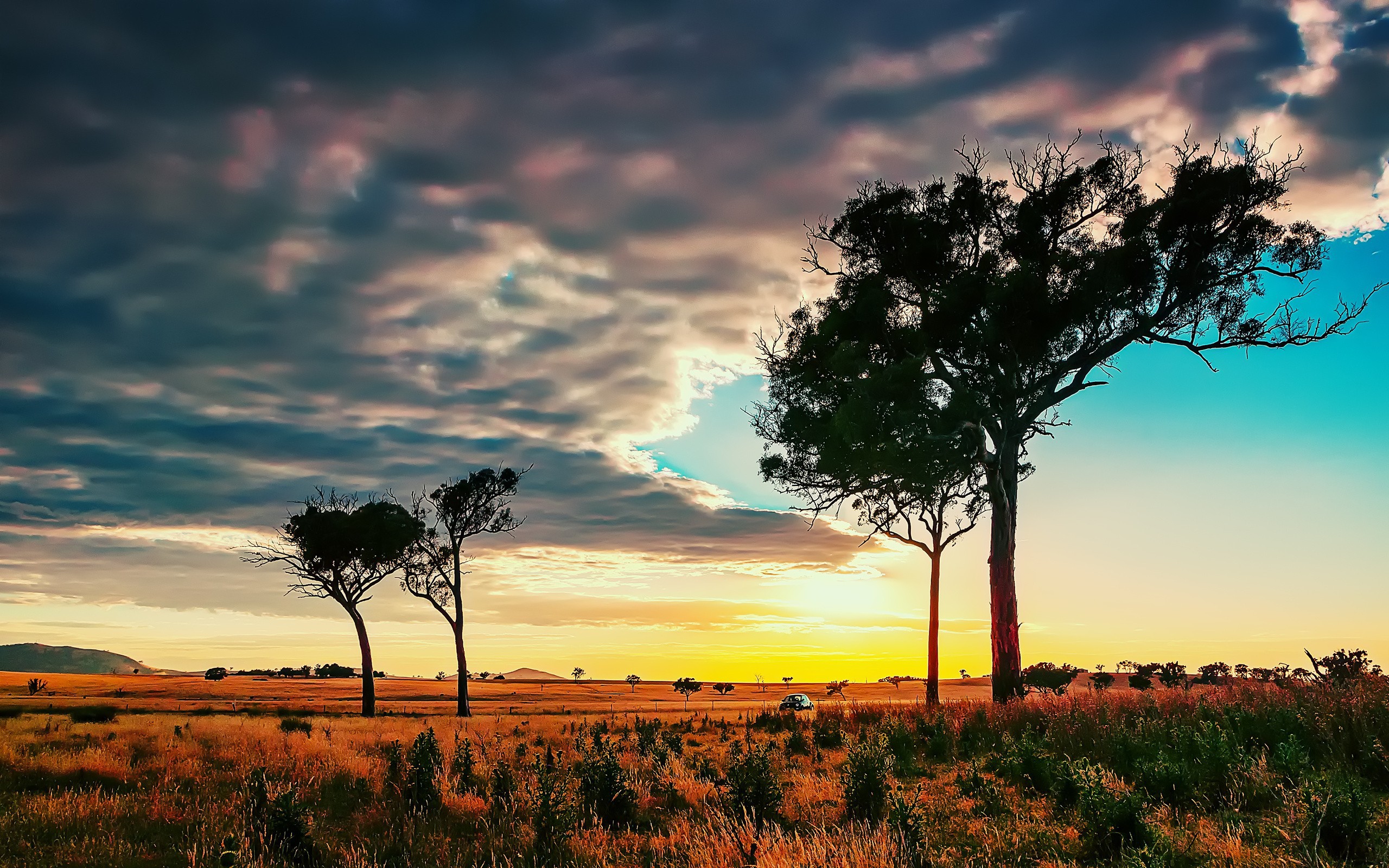 Trees In African Savanna Wallpaper And Image