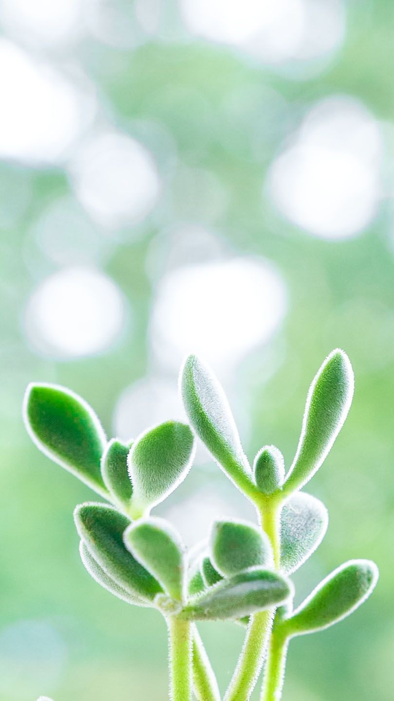 Succulent iPhone Wallpaper