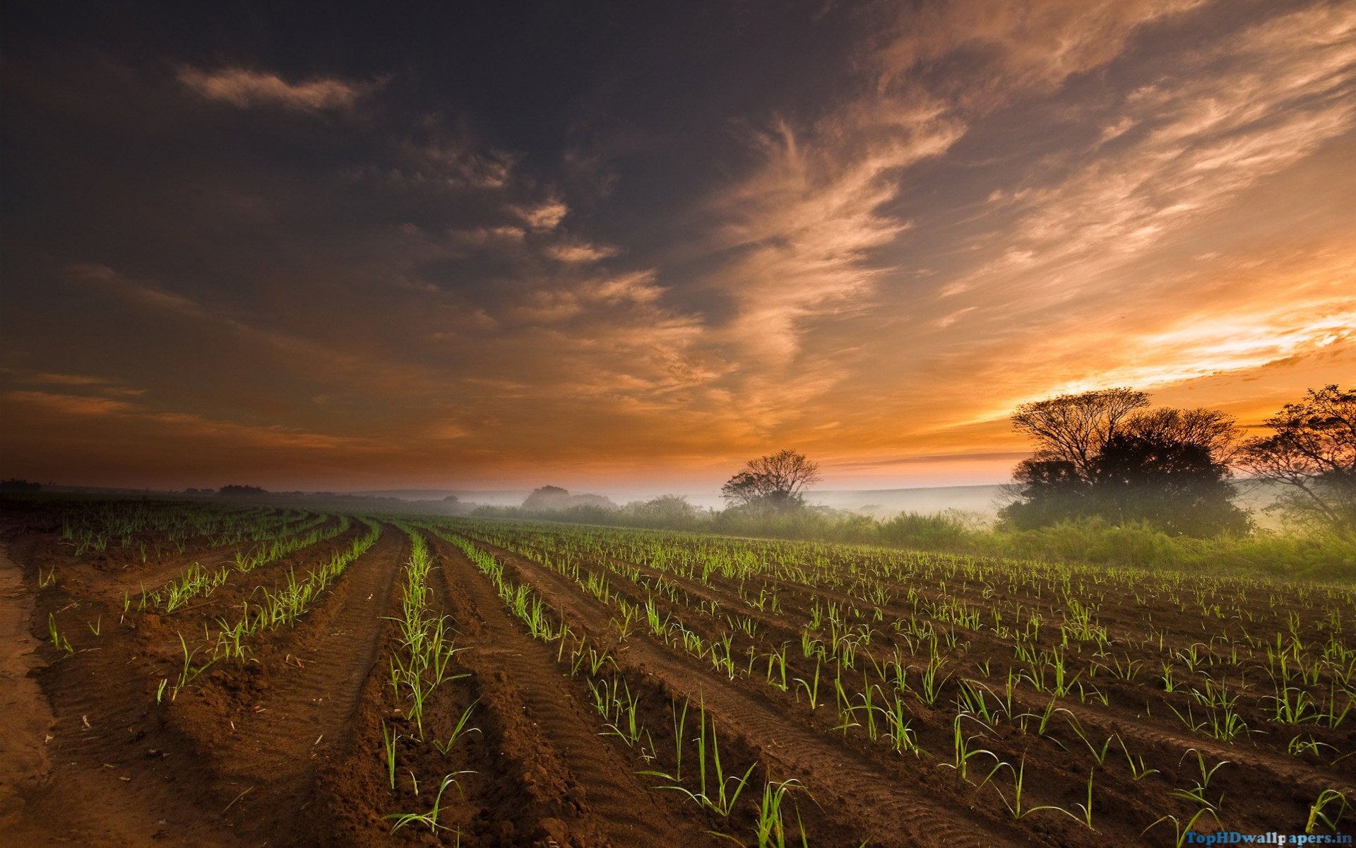 Farm Wallpaper