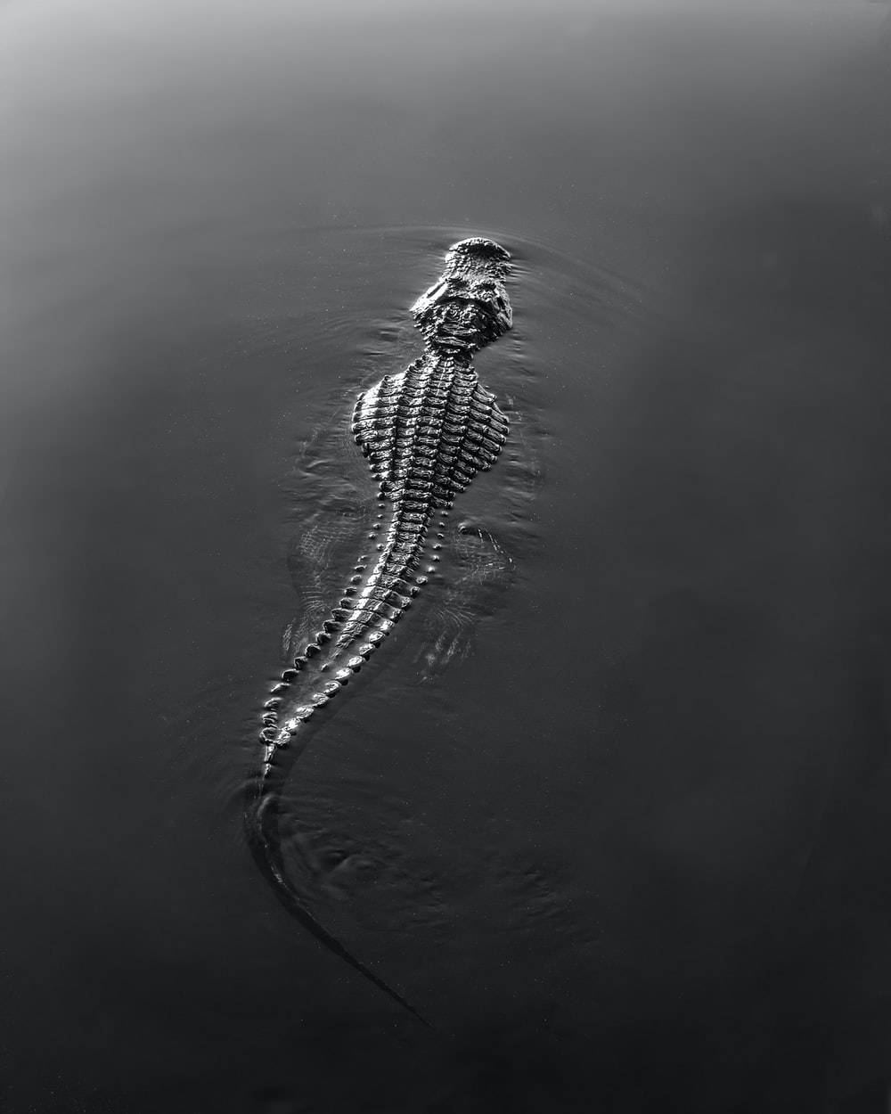 Black And White Crocodile On Water Photo Grey Image