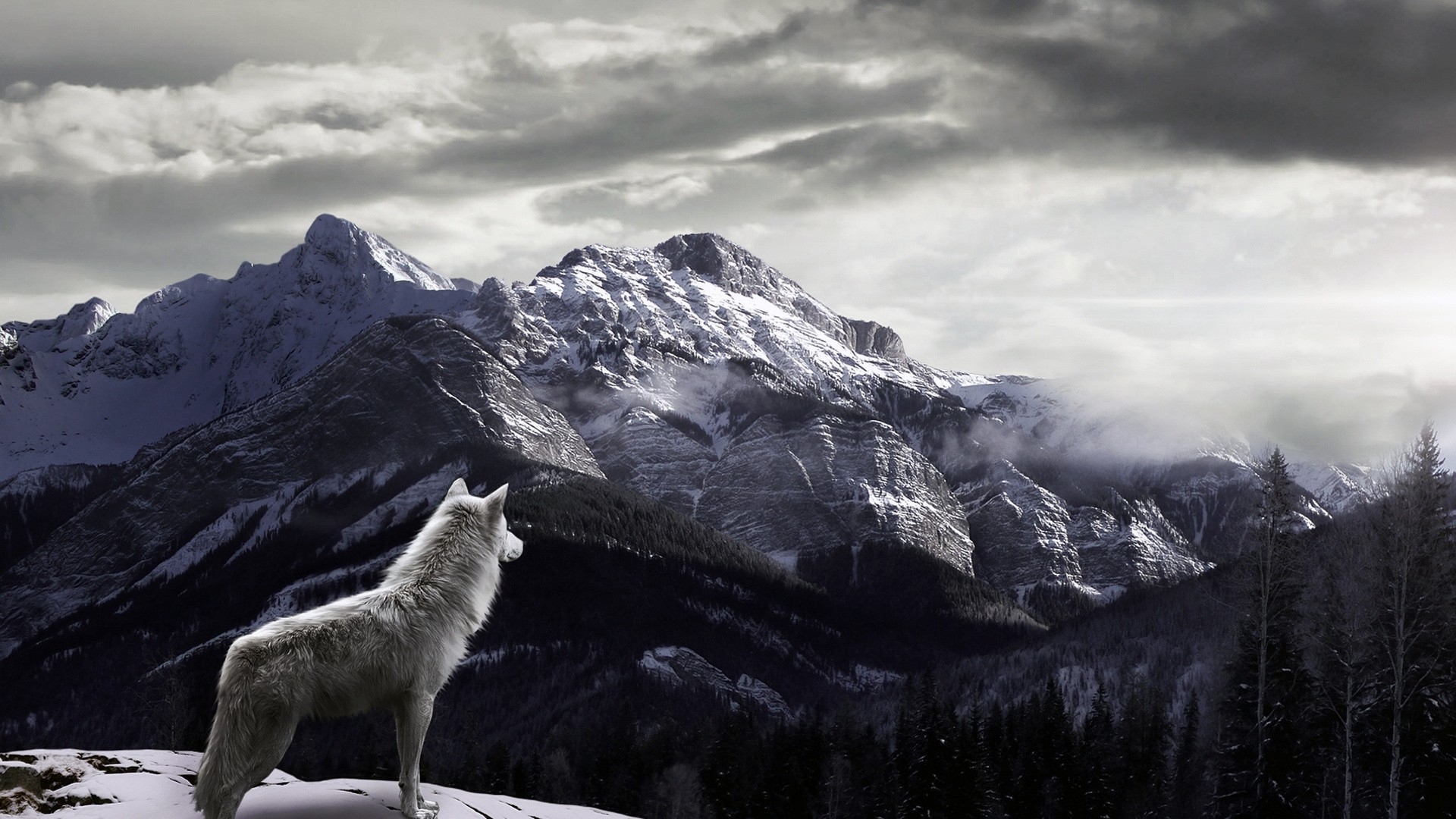 A majestic white wolf stands on a snow-covered mountain ridge, gazing out at a dramatic vista of snow-capped peaks and dark coniferous forests under a cloudy sky