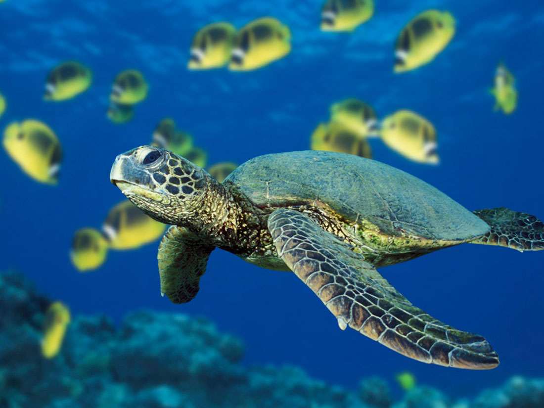 Sea Turtles Swimming Wallpaper Hawaiian Green
