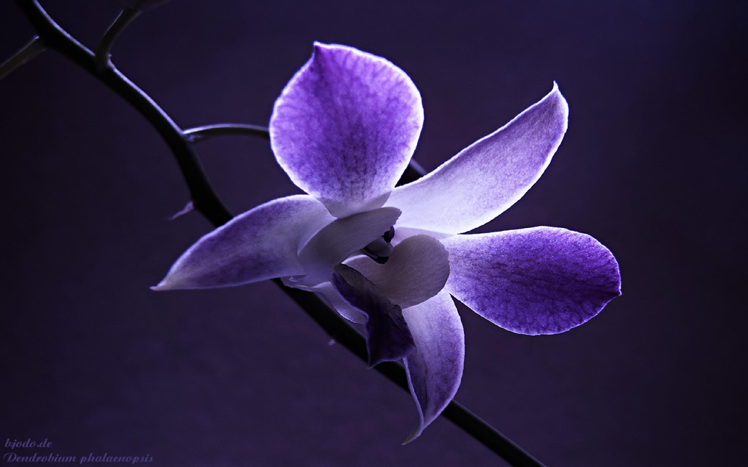 Purple Beautiful Orchid Flowers Wallpaper HD Wallpaperlepi