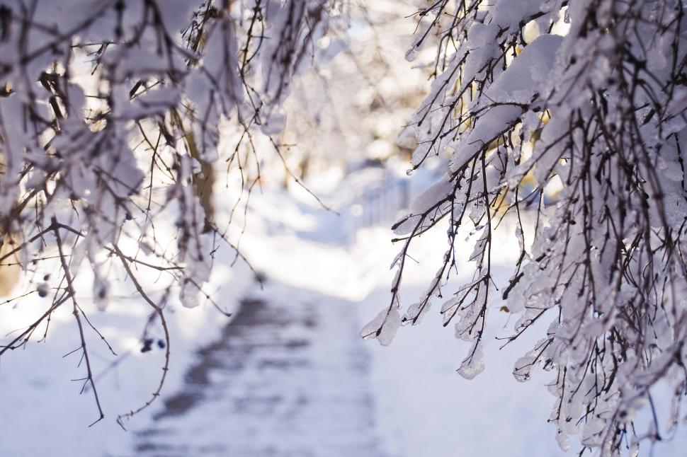 Winter Snow Branches Light Desktop Background Image Wallpaper