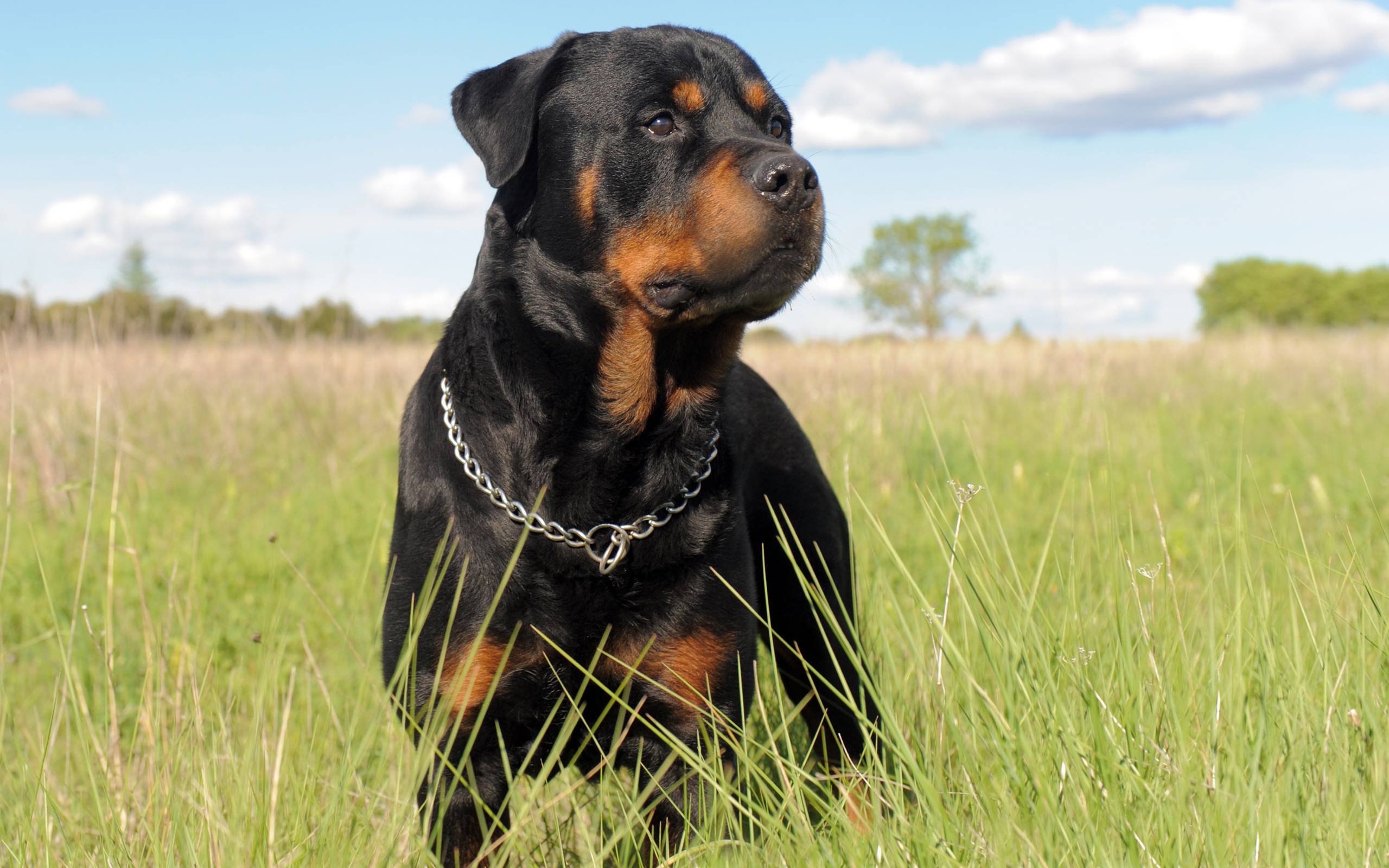 Rottweiler Wallpaper For My Computer On