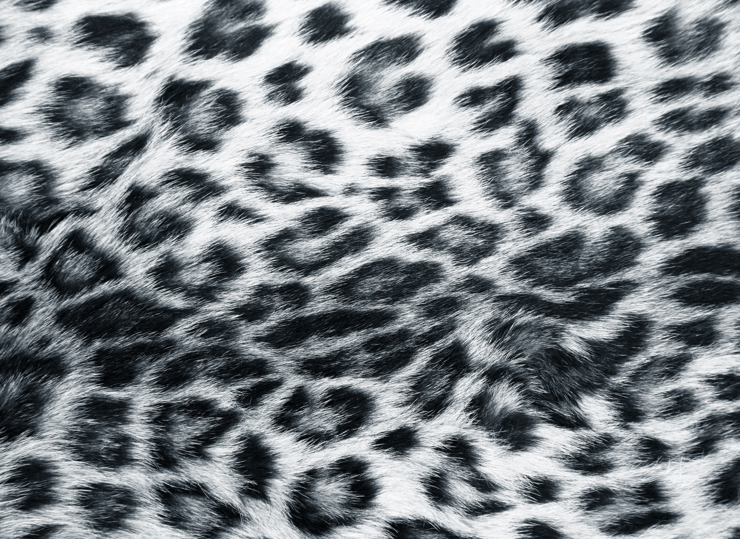 Leopard Wallpaper Print For Desktop