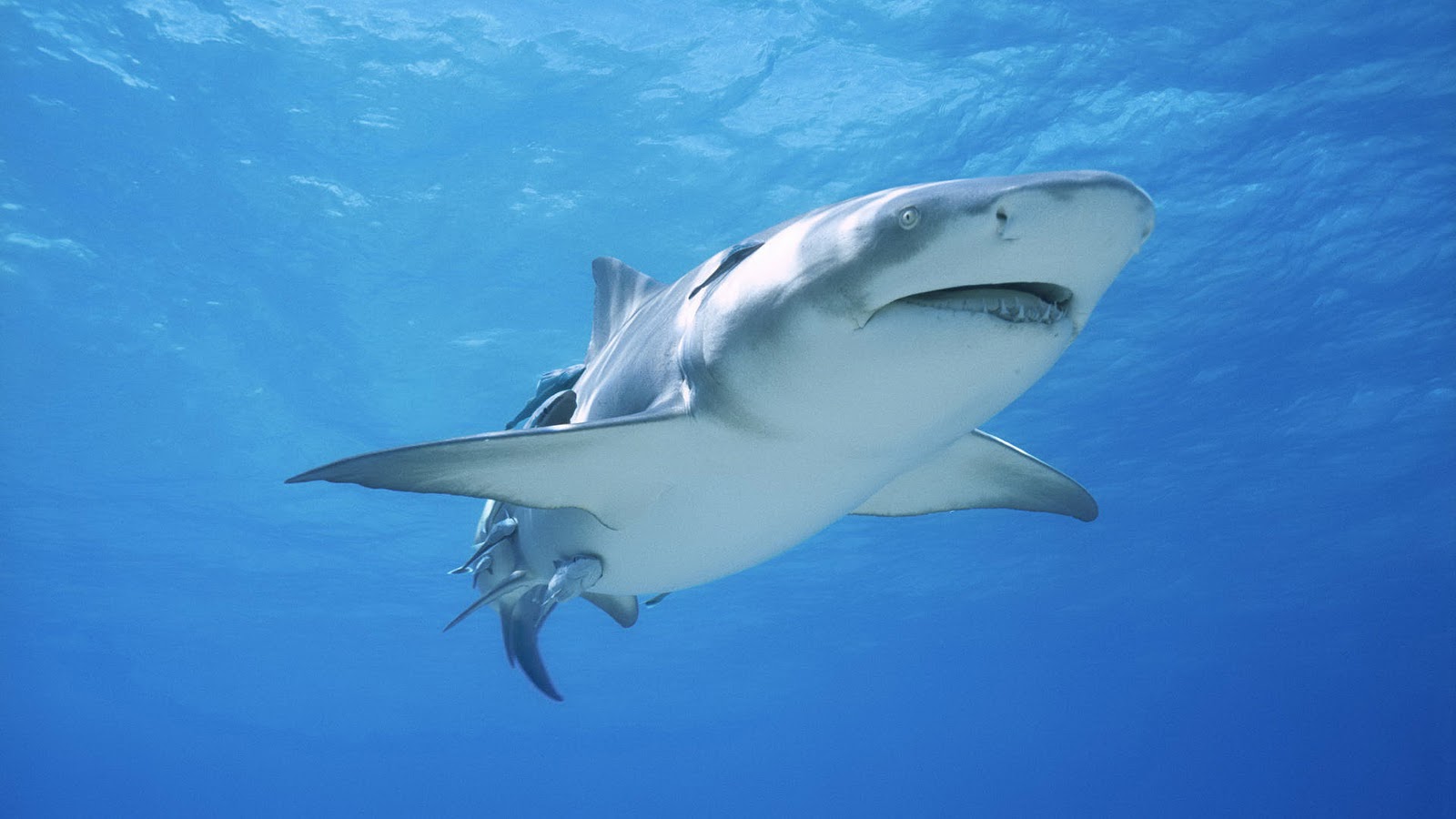 Great White Shark 1600x900