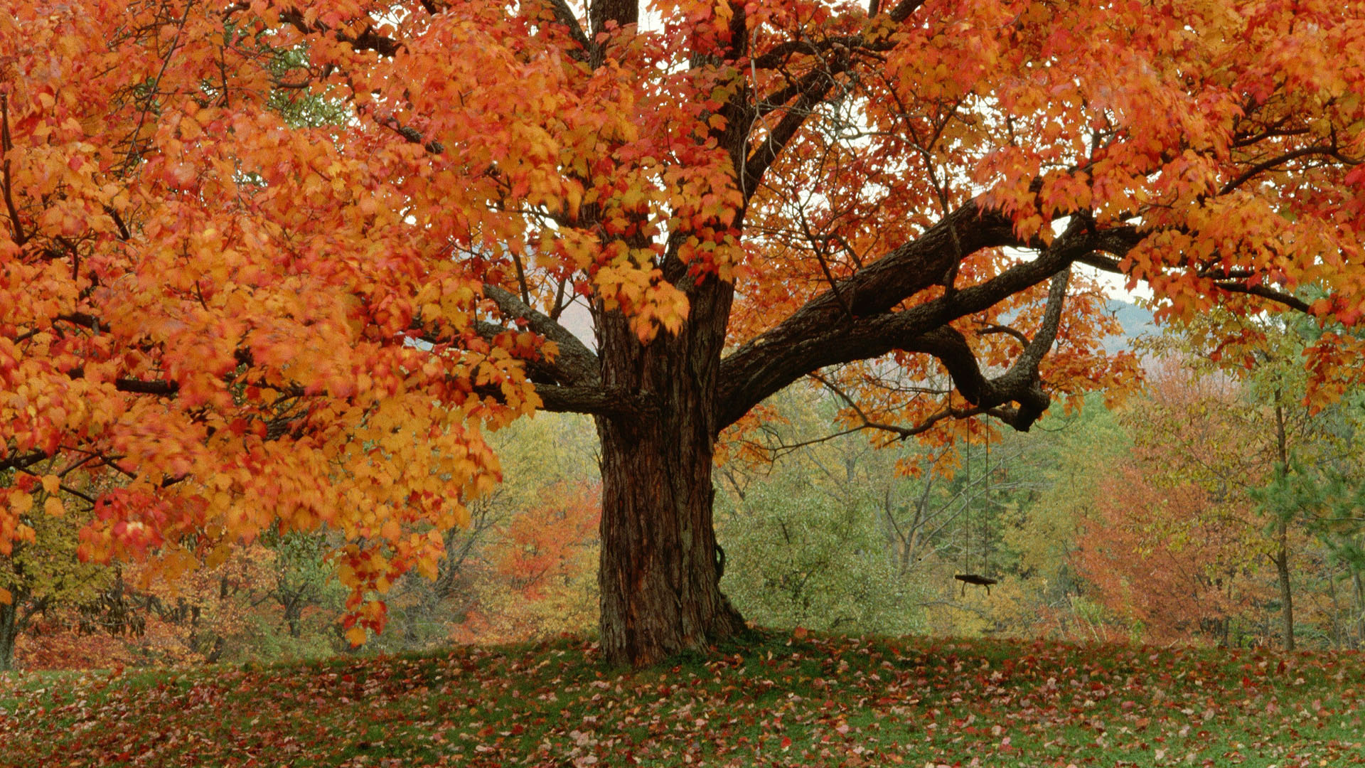 Cute Autumn Tree Swing Wallpaper Xpx New Orange Fall
