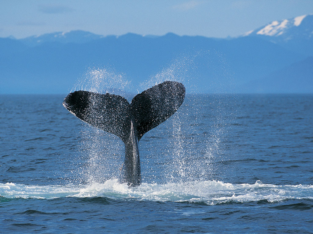 Humpback Whale Animals Wallpaper
