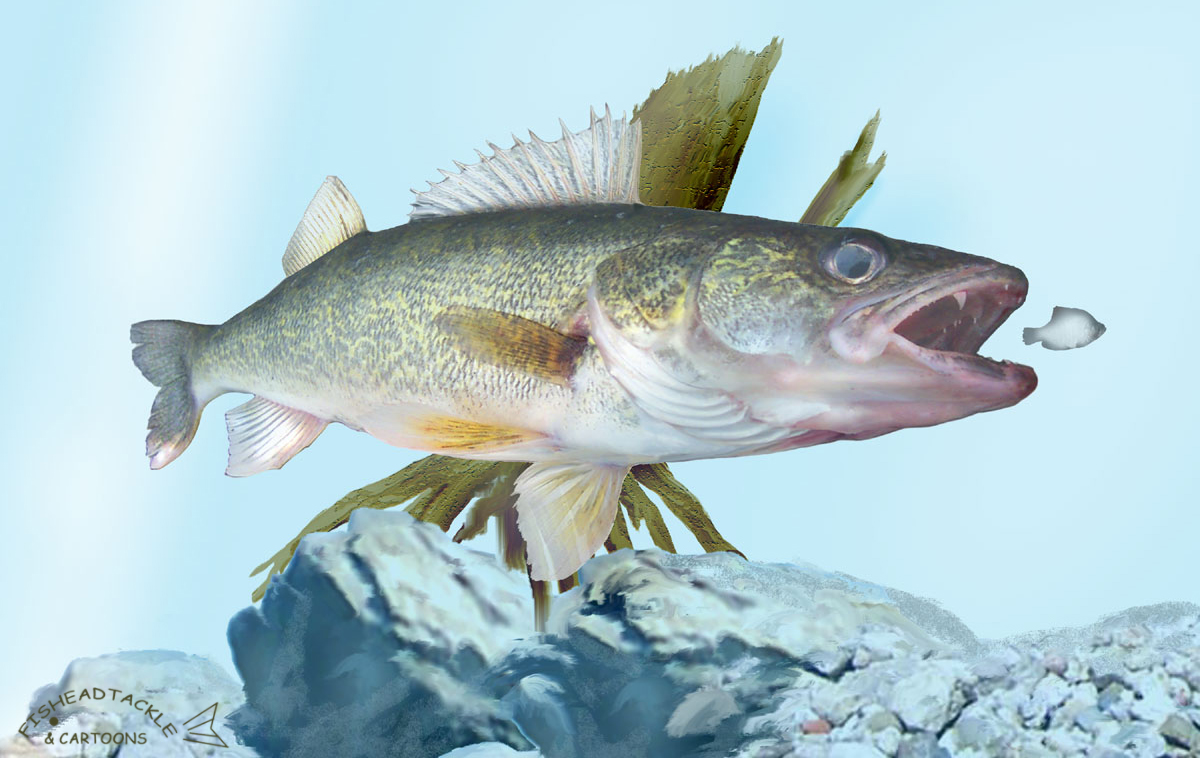 Funny Fishing Wallpaper Background Bass Cartoon Doblelol