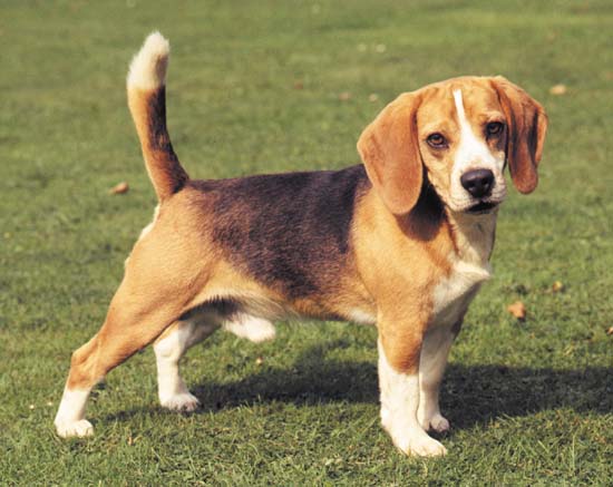 Beagle Dog Pictures Puppies Full Grown