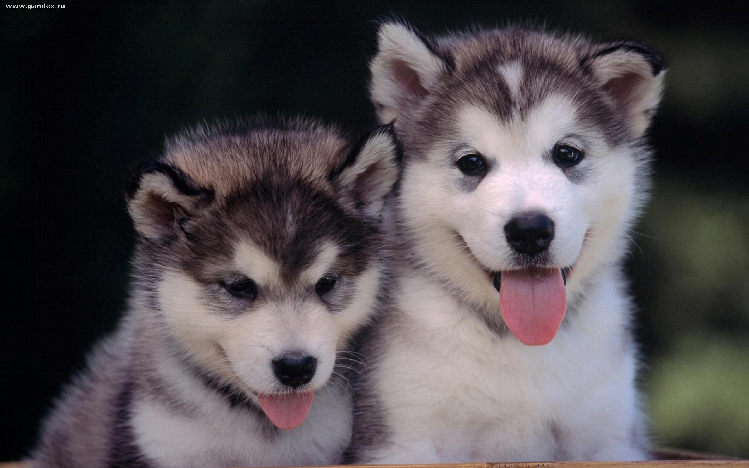Desktop Wallpaper Animals Huskies In Alaska Dog Photo