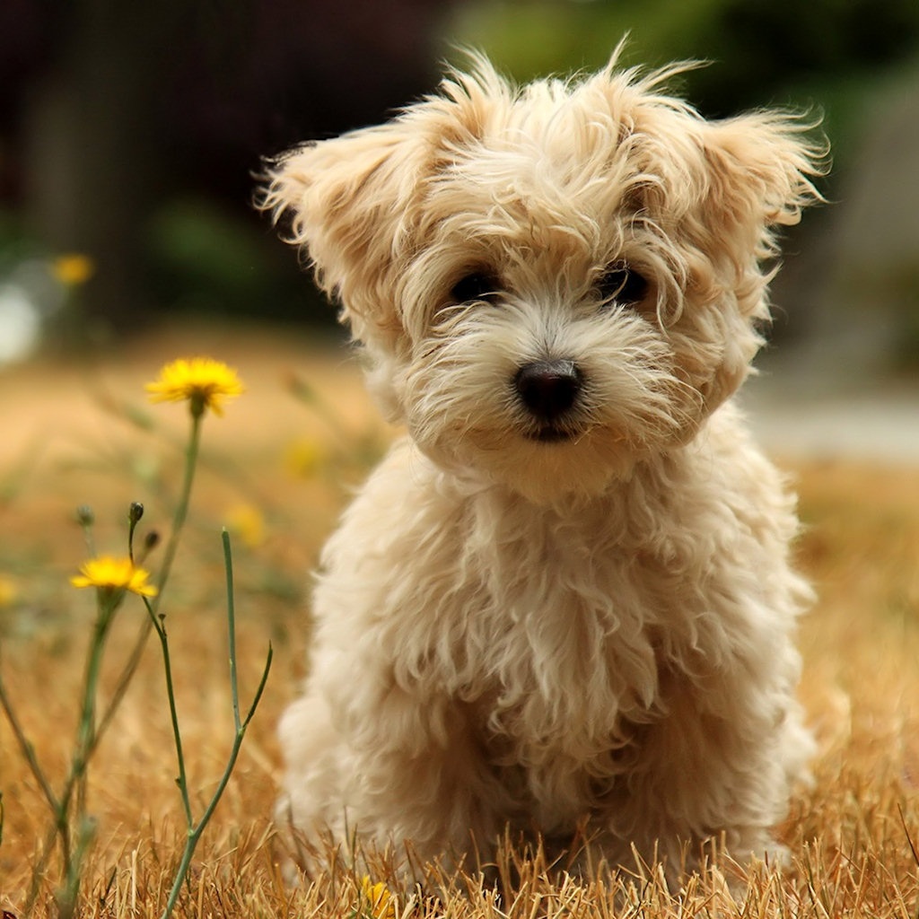 Zoo Park Cute Puppies Wallpaper Puppy For Desktop