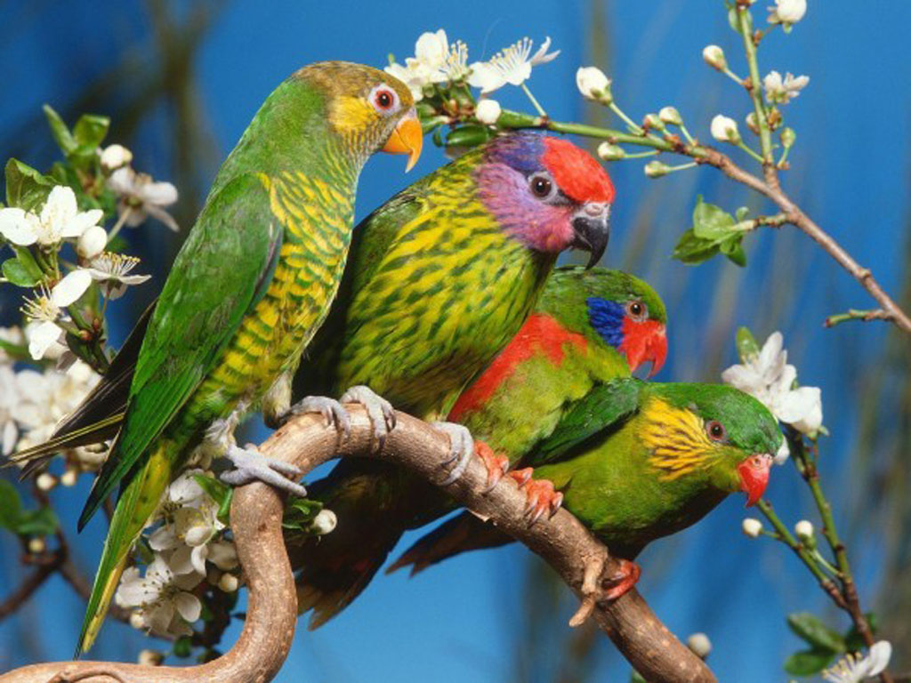 Birds Wallpaper Background Photos Image Andpictures For