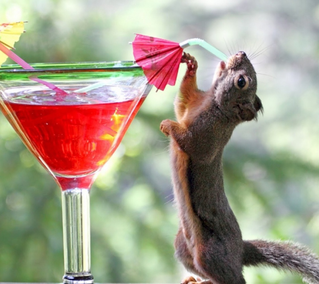 Squirrel Drinking Cocktail Android Wallpaper