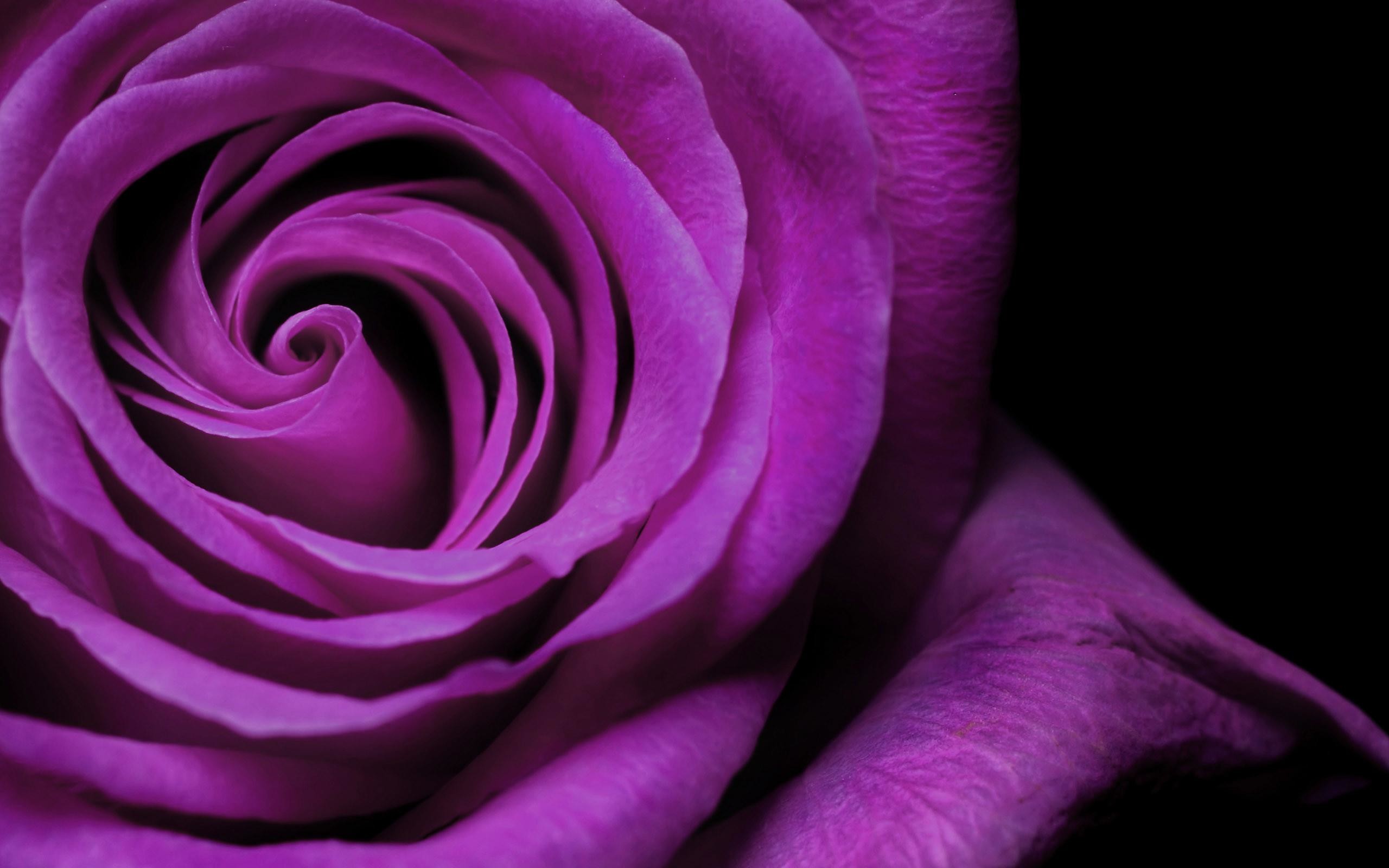 Close-up of a vibrant purple rose, showcasing its delicate petals and intricate spiral formation