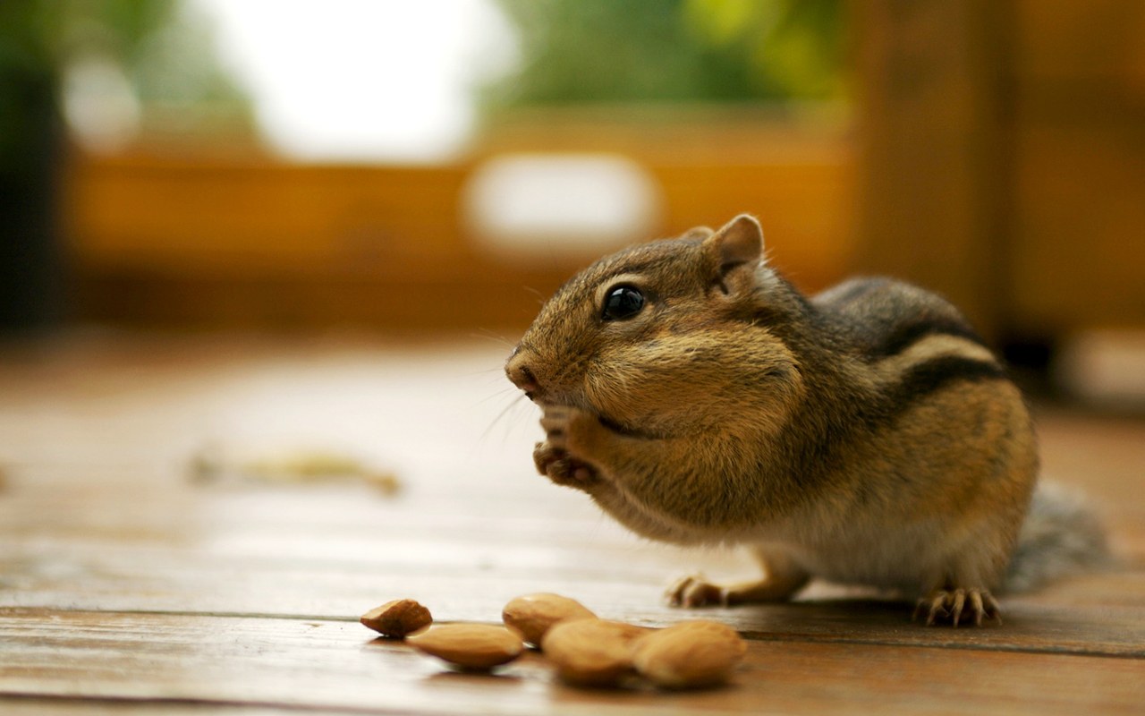 Chipmunks Wallpaper Pets Cute And Docile