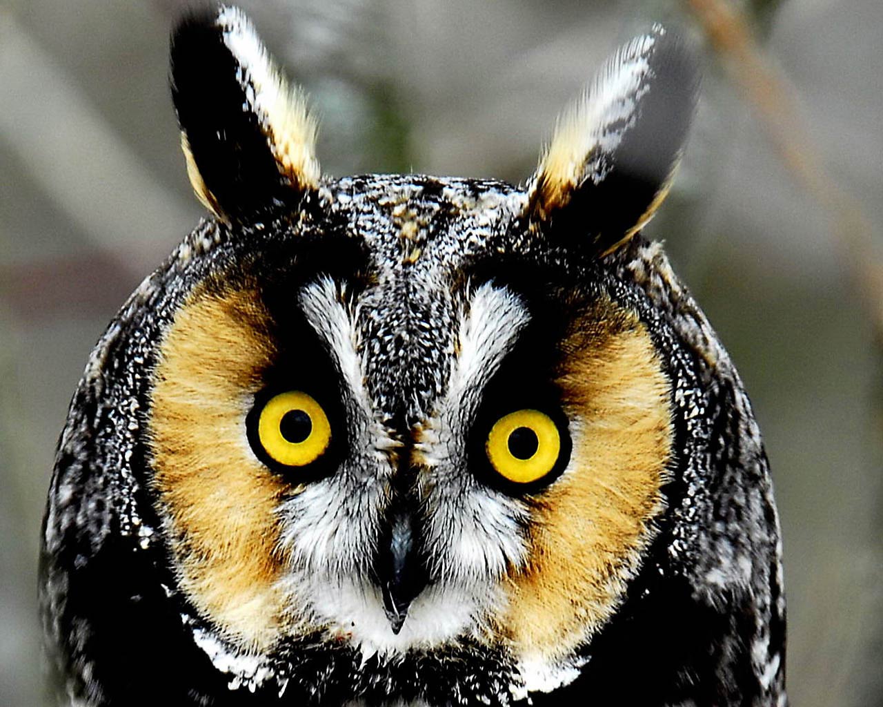 Free Download Fee Owl Wallpaper Hd For Downlaod Fee Owl Wallpaper Free Download Fee Owl Wallpaper Hd For Downlaod Fee Owl Wallpaper