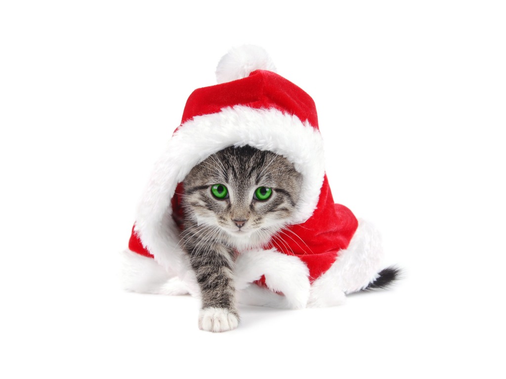 My Top Collection Christmas Cat Wallpaper