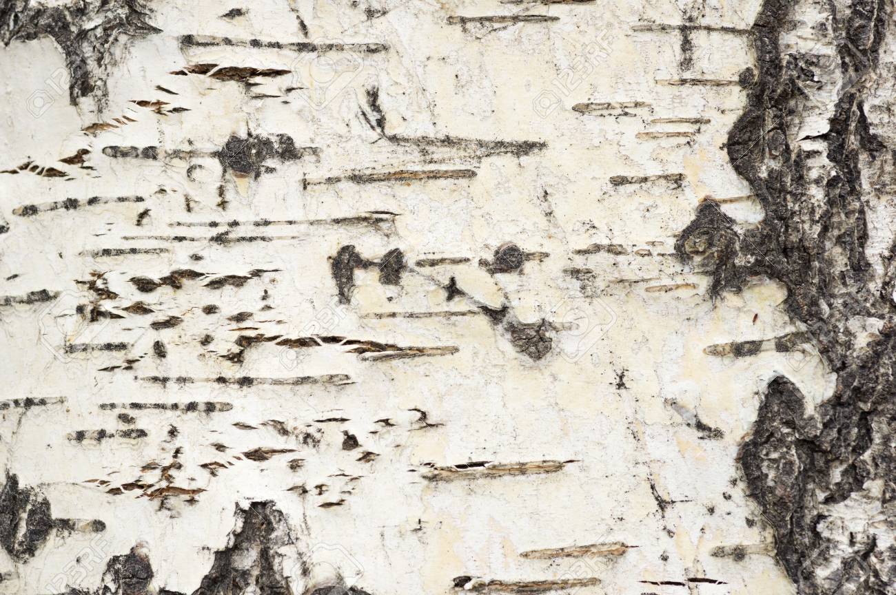 Photo Of Aspen Tree Bark Background Texture Stock Picture