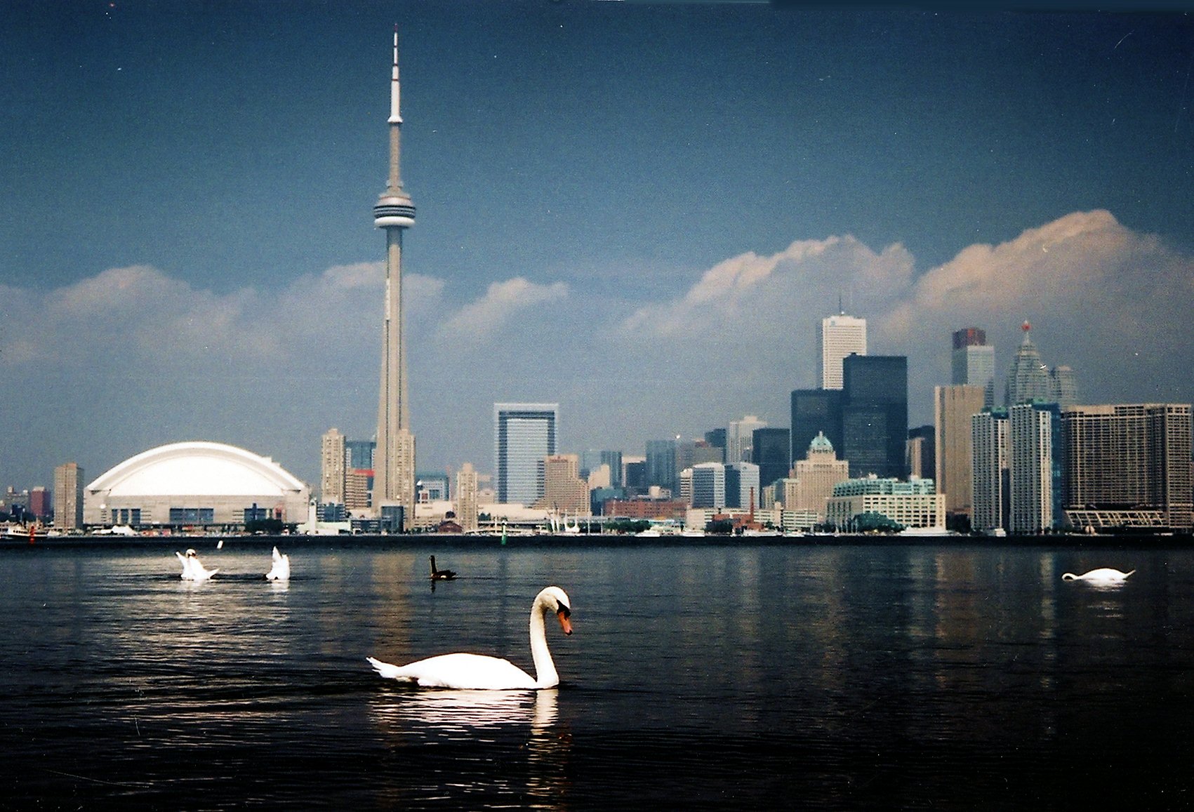 Rogers Centre And Cn Tower Looks Like A Swan Photo