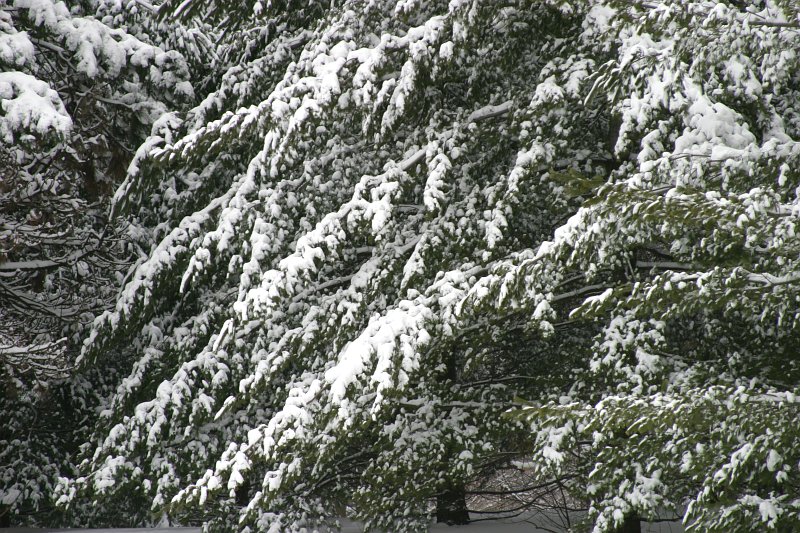 Sherwood Park Winter Trees Seems Artless