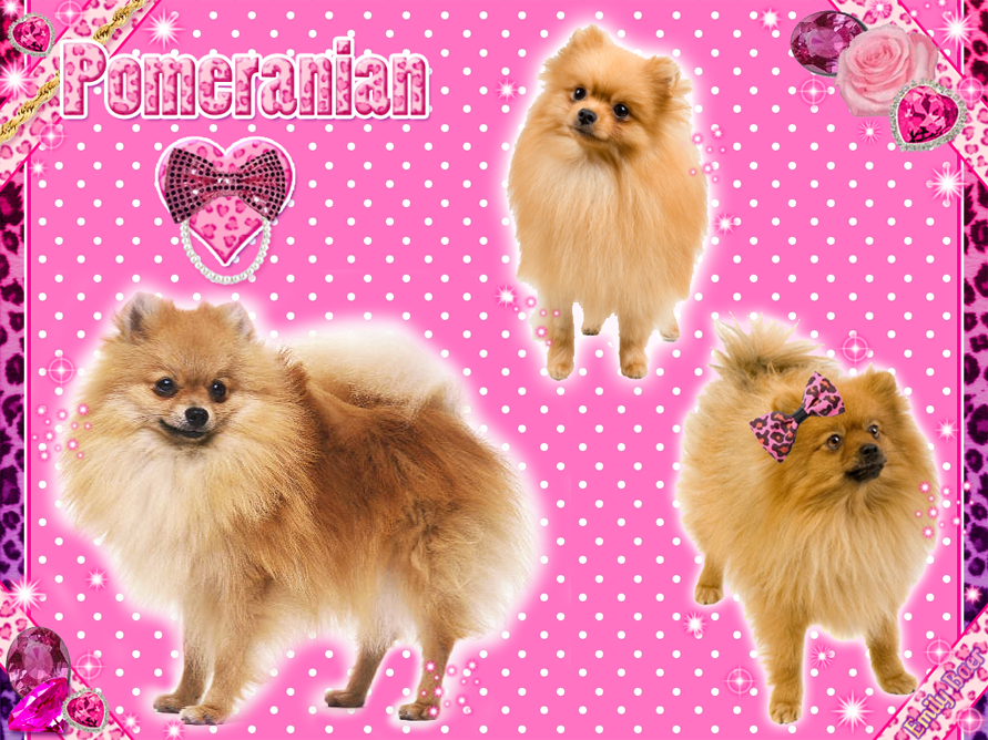 Here Is A Cute Pomeranian Wallpaper I Made In Photoshop Was Inspired