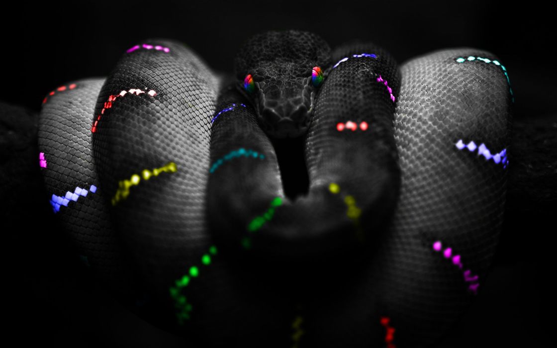 Animals Snakes Rainbows Color Splash Wallpaper