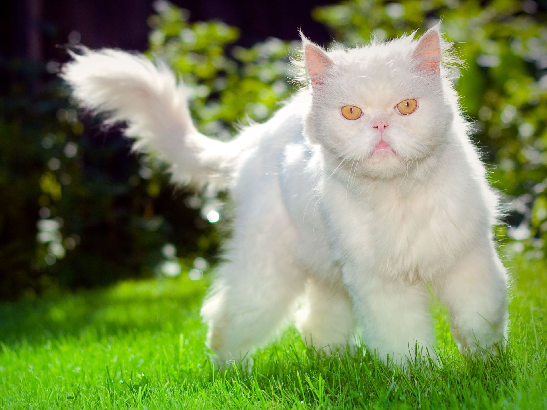 Funny Ugly Faced White Cat Wallpaper Photo With