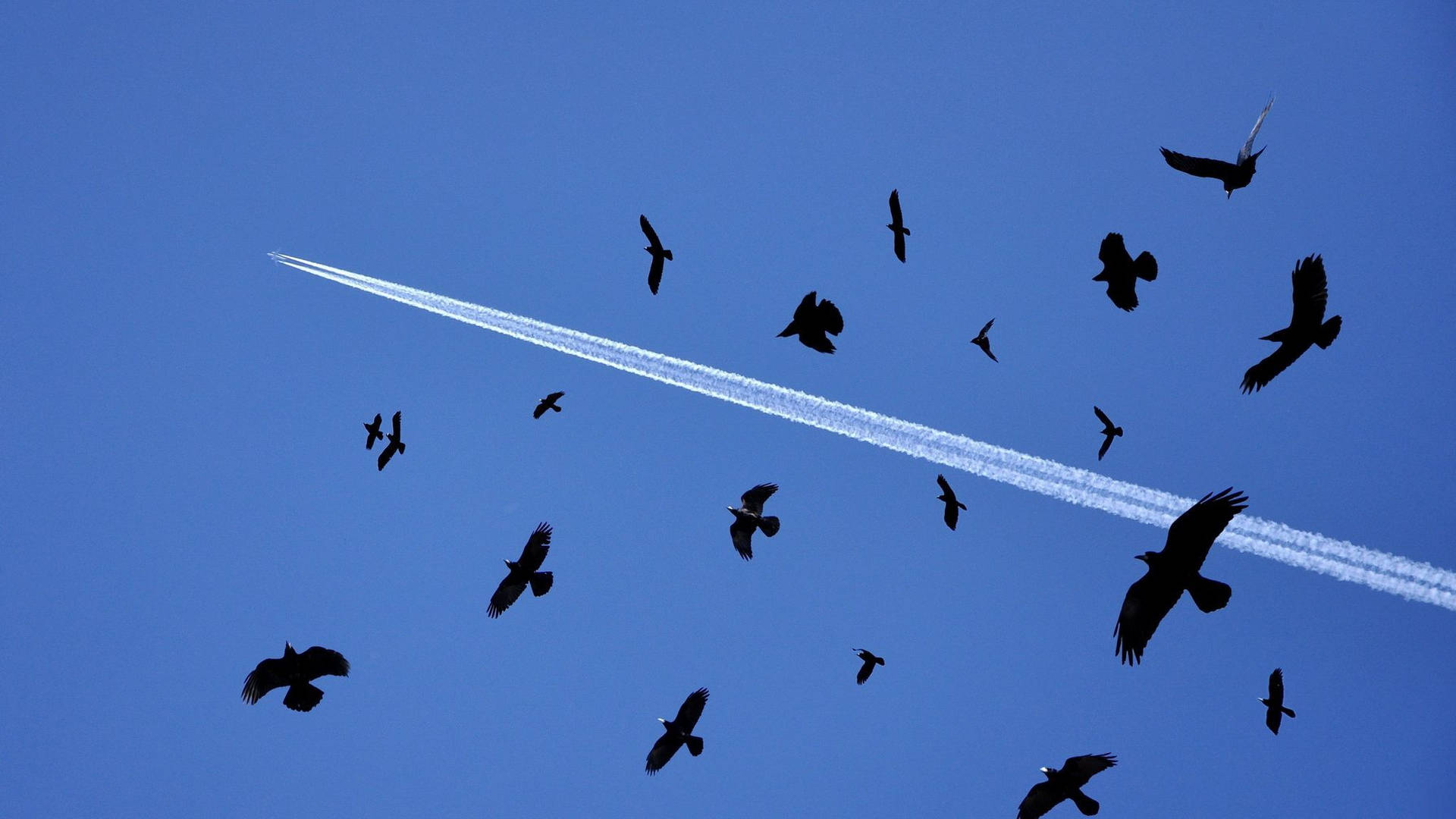 Birds Flying Wallpaper