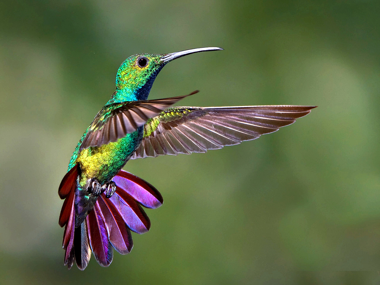 Hummingbird Wallpaper And Background Image Id