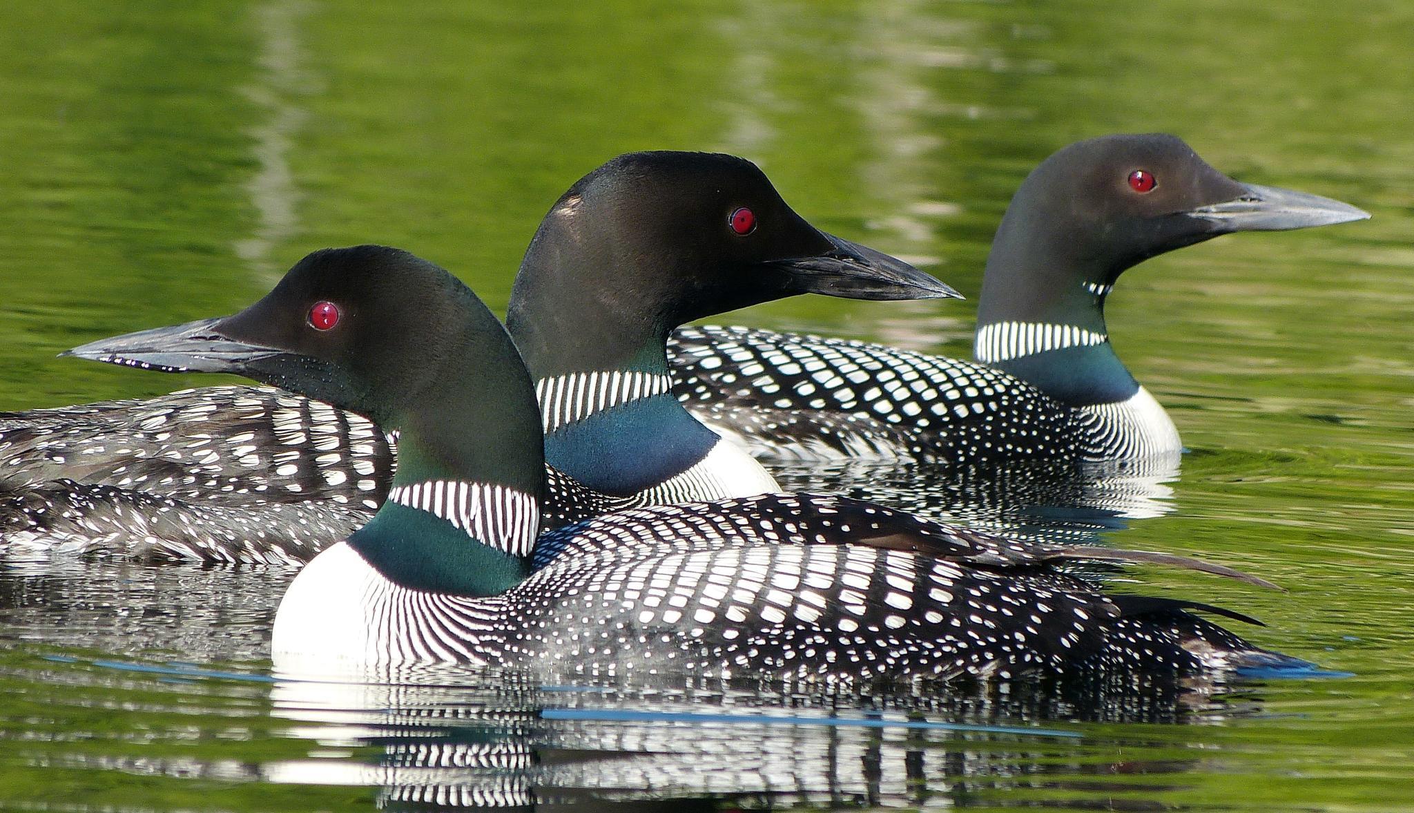 Loons On Lake Near Grand Forks Bc Hq Wallpaper