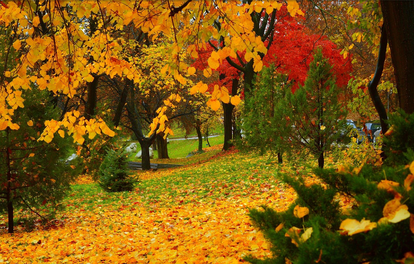 Wallpaper Autumn Trees Park Fall Foliage Colors