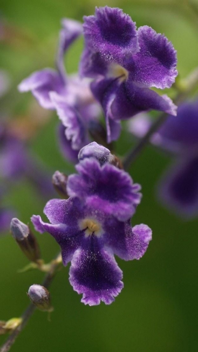 Purple Spring Flowers iPhone Wallpaper Background And