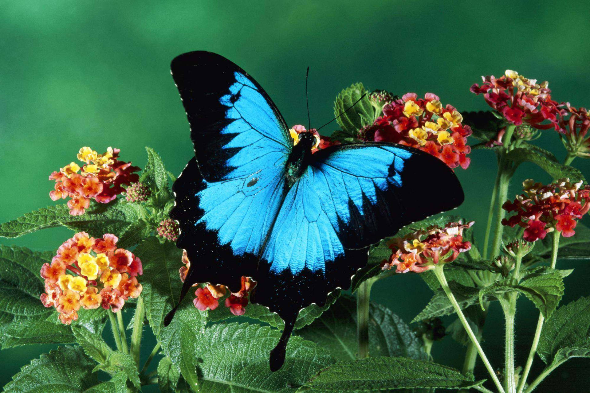 Top Insect Wallpaper Full HD 4k To Use