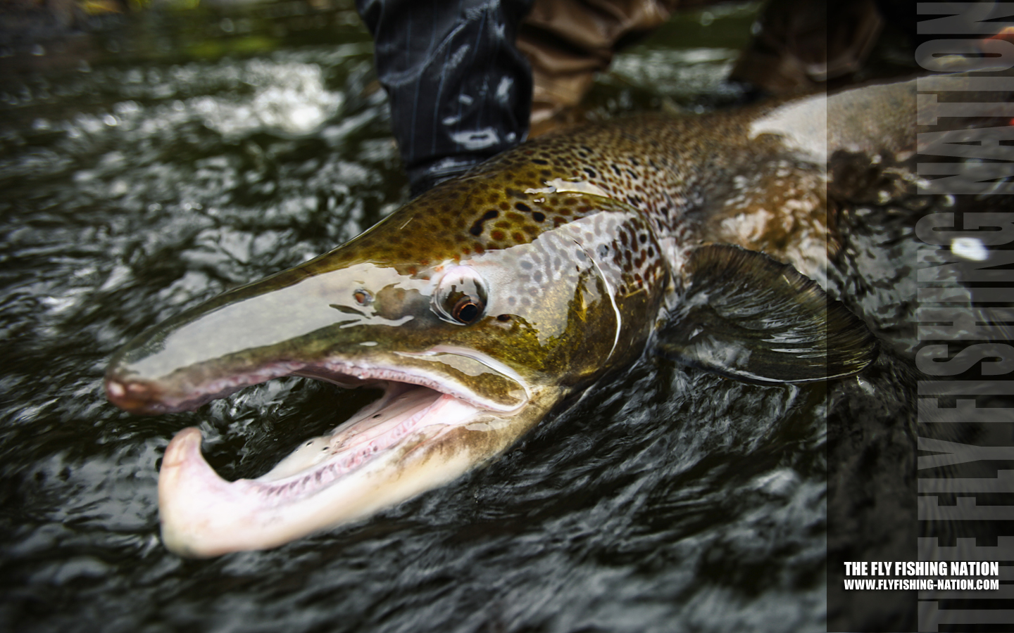 Browse Our New Gallery Of Fly Fishing Wallpaper To For