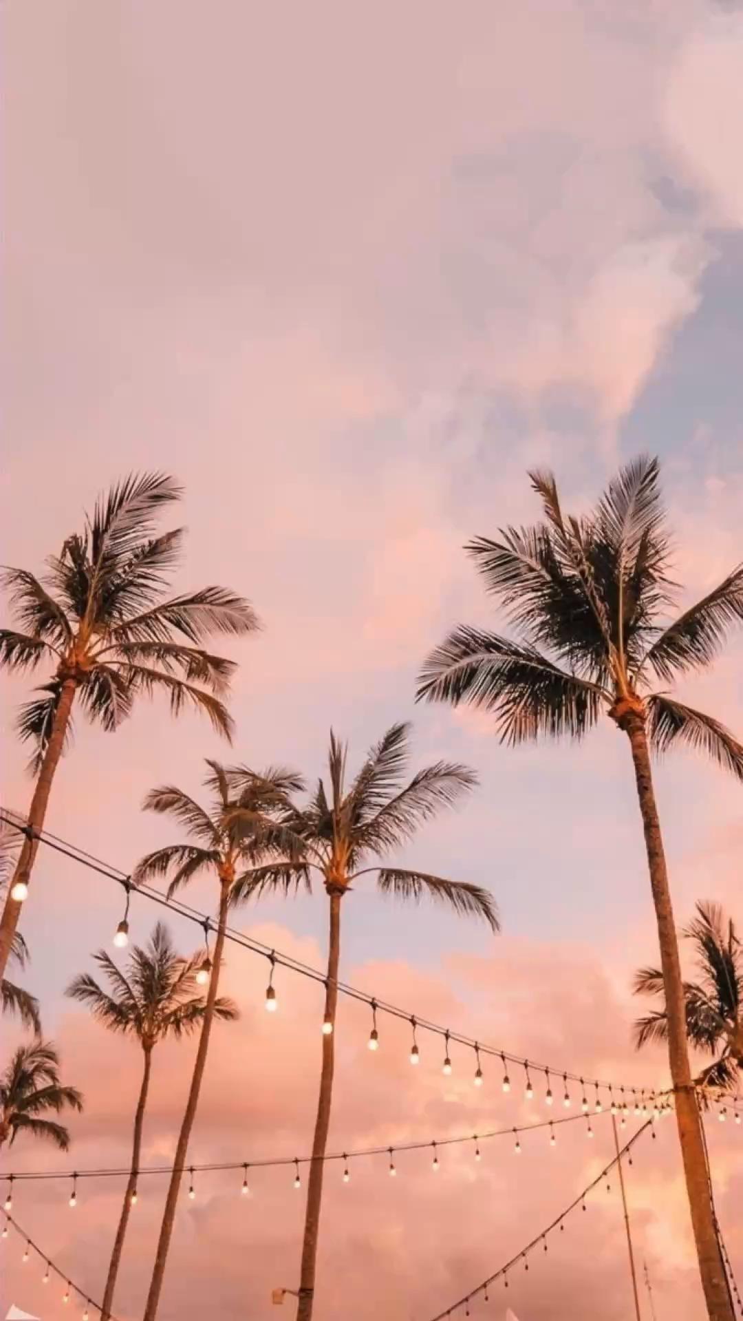 Aesthetic Palm Tree Summer Wallpaper For iPhone