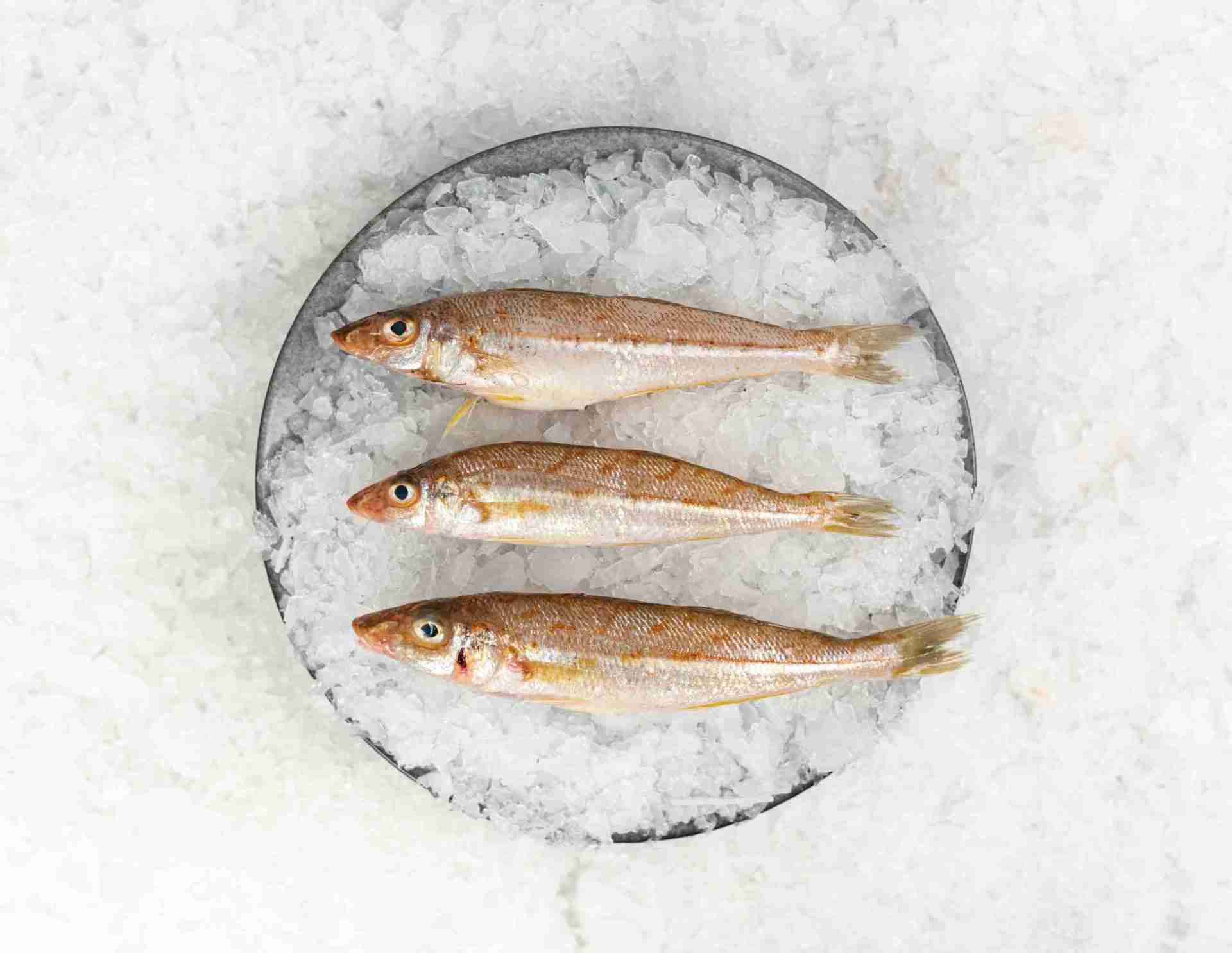 Fresh Whiting Fishon Ice Sit1mus26x0j7104 Wallpaper