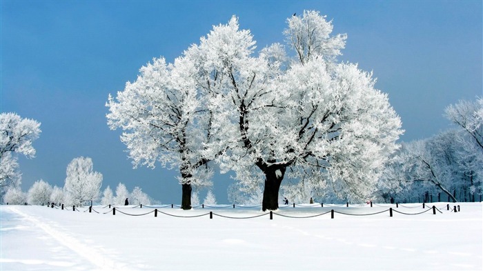 White Tree Winter Snow Theme Wallpaper 10wallpaper