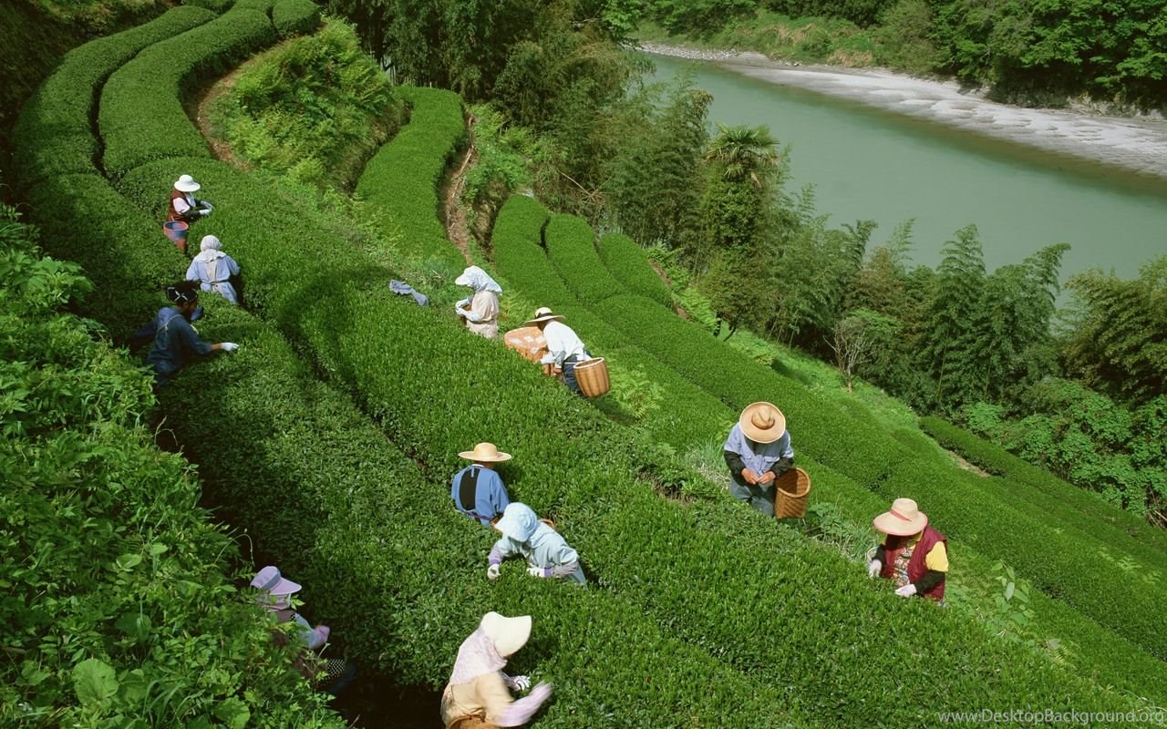 Assam Tea Garden Wallpaper Desktop Background