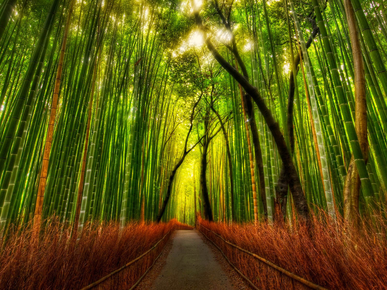 Bamboo Forest HD Wallpaper