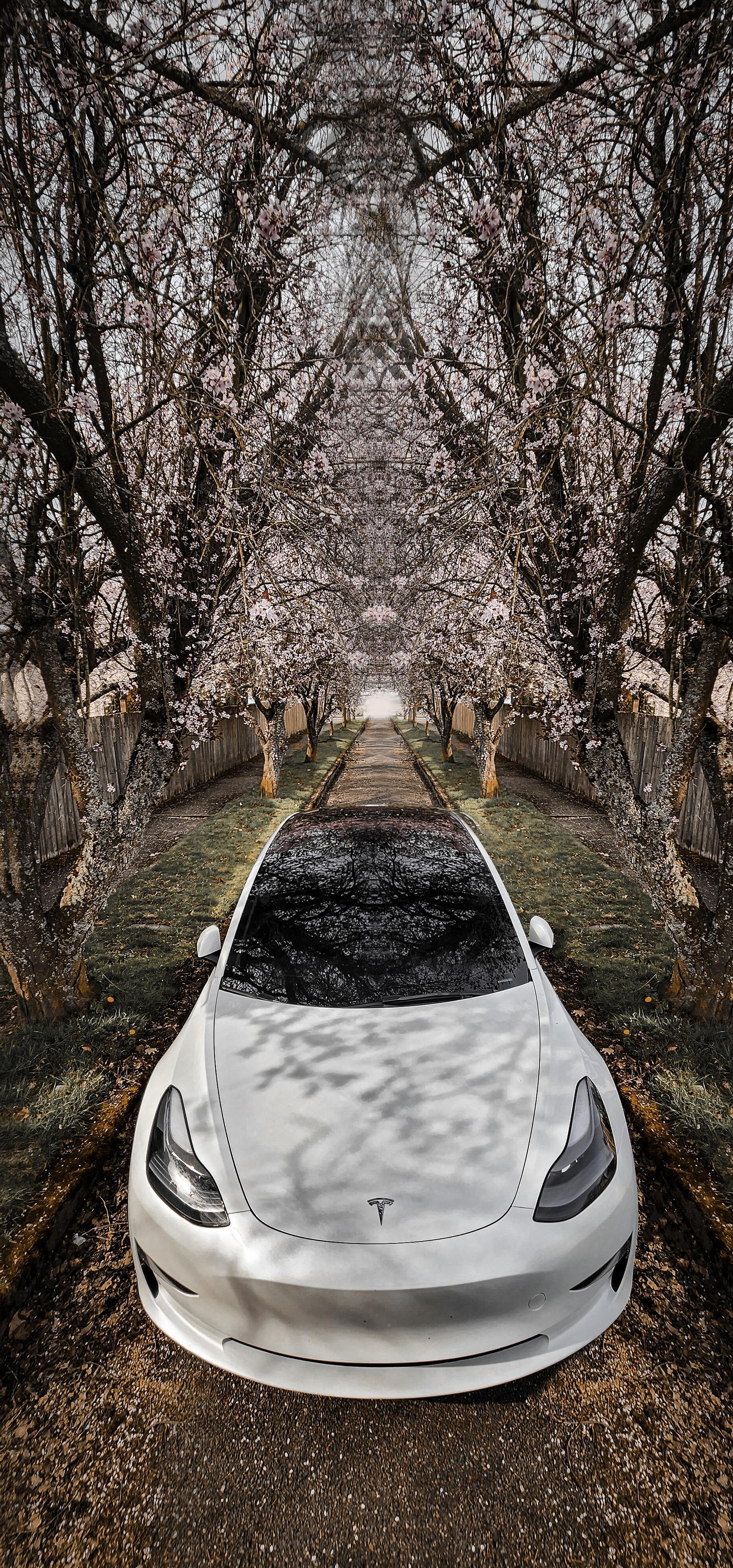 Wallpaper Edit Of My Model3 And Some Cherry Blossom Trees R